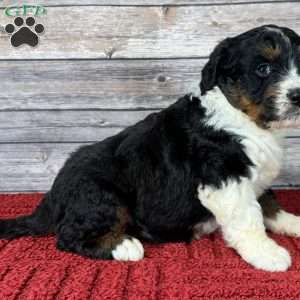 Oreo, Bernedoodle Puppy